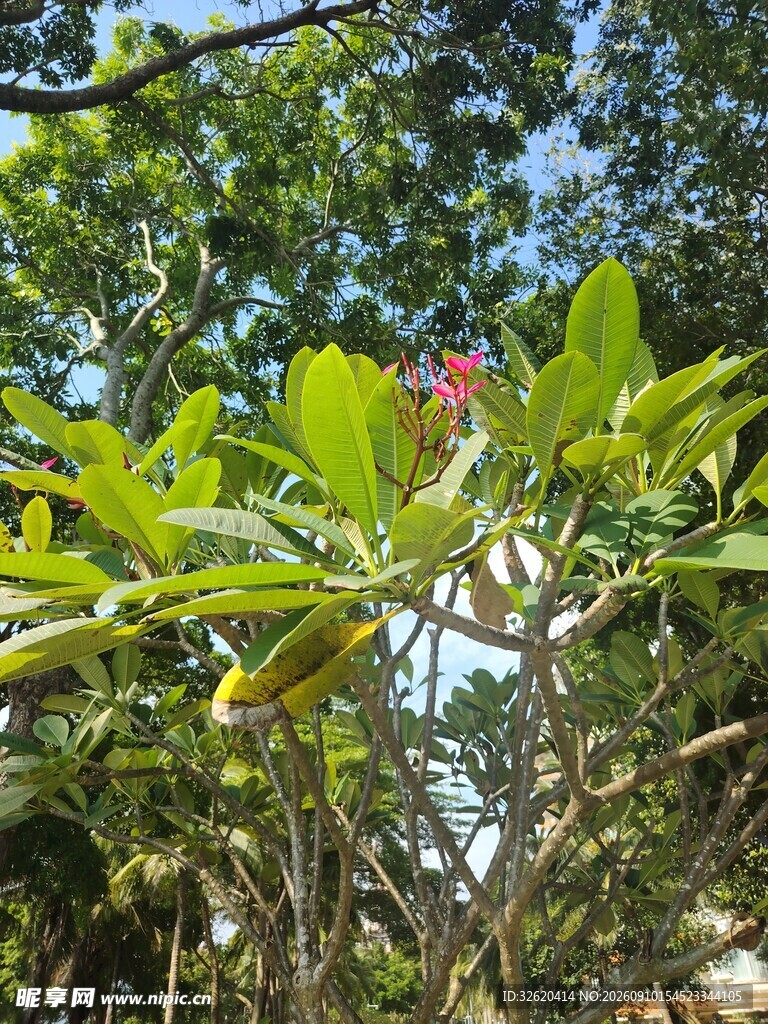 繁茂树木