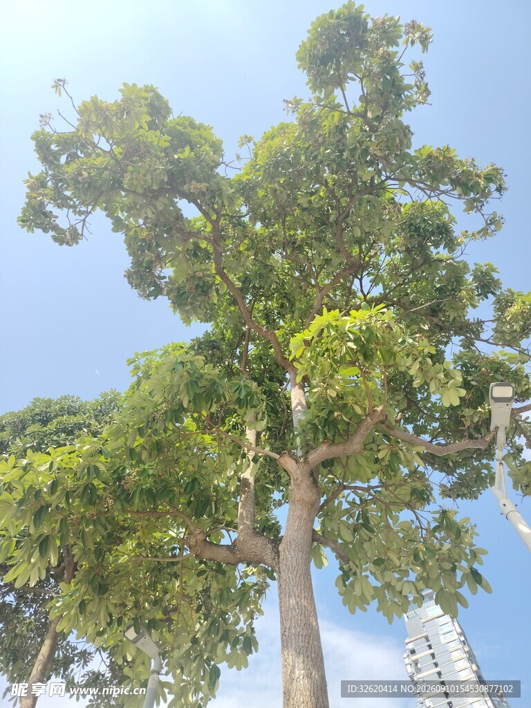 高大繁茂的绿树