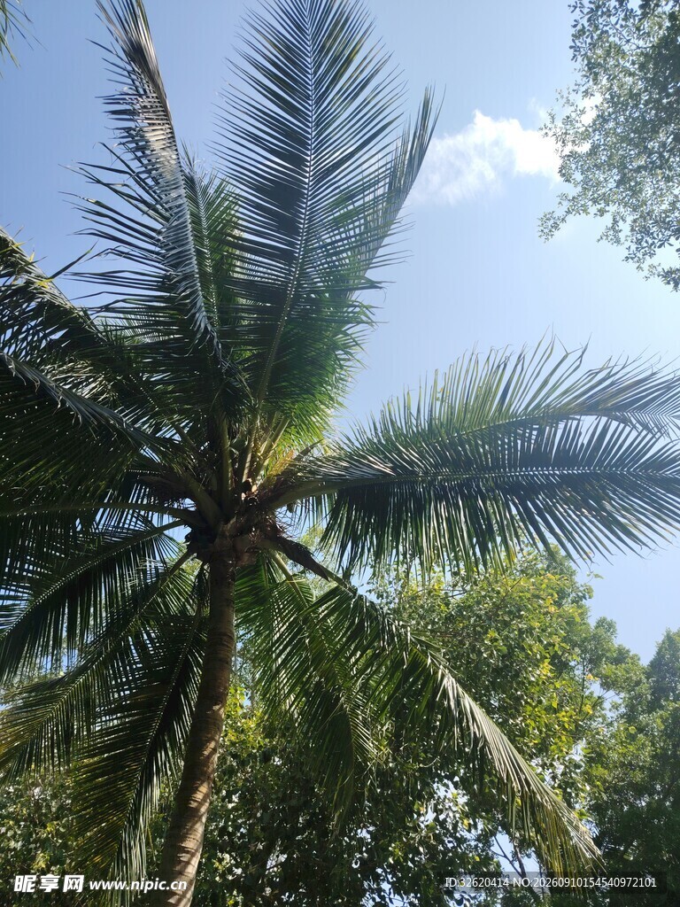 仰视下的繁茂椰子树