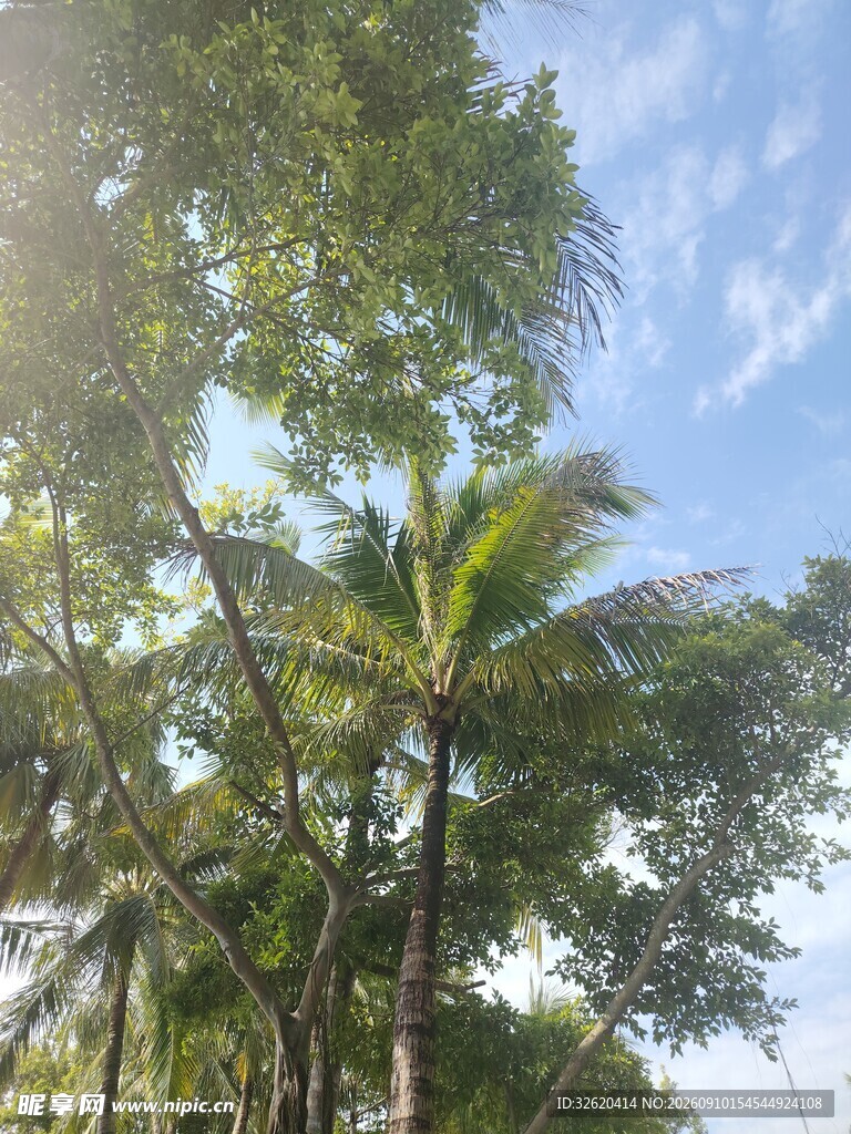 蓝天绿树间的清新景致
