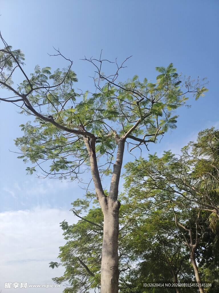 蓝天映衬下的挺拔绿树