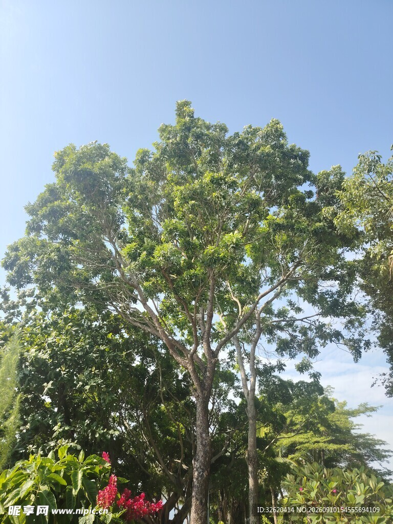 高大绿树沐浴蓝天之下