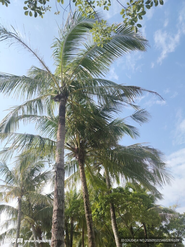 蓝天椰树热带风光美景