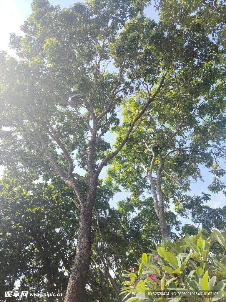 阳光照耀下的繁茂树木