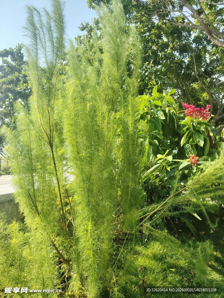 翠绿松针植物景观