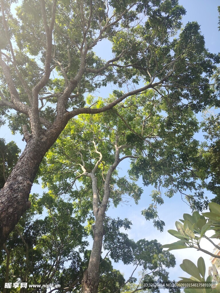 繁茂大树展现自然生机