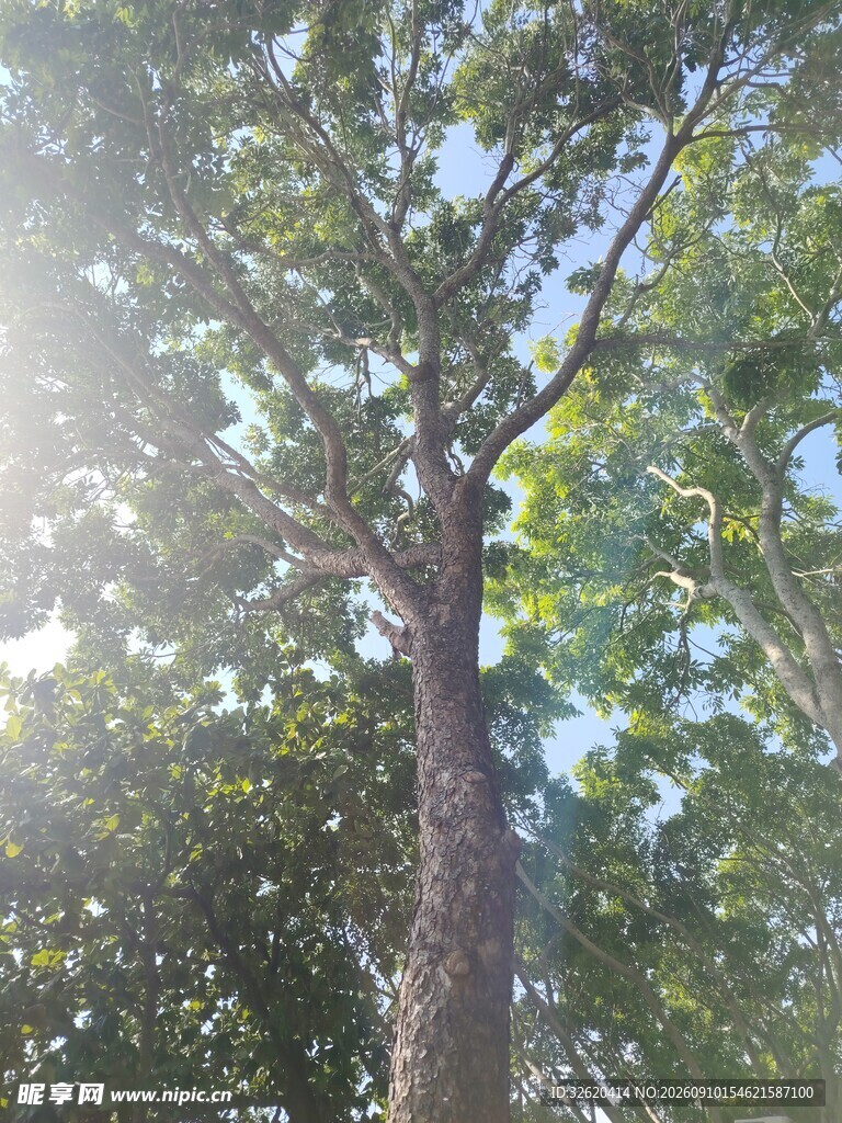 阳光照耀下的挺拔树木