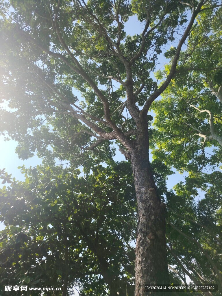 阳光照耀下的繁茂树木