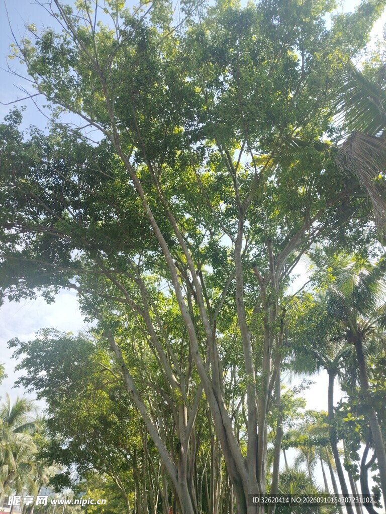 茂密树林中的葱郁树木
