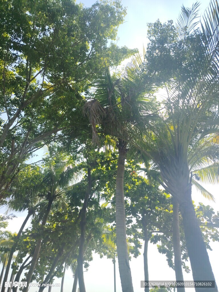 阳光洒落的高大棕榈树林