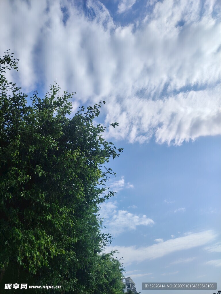 蓝天绿树间的絮状云彩