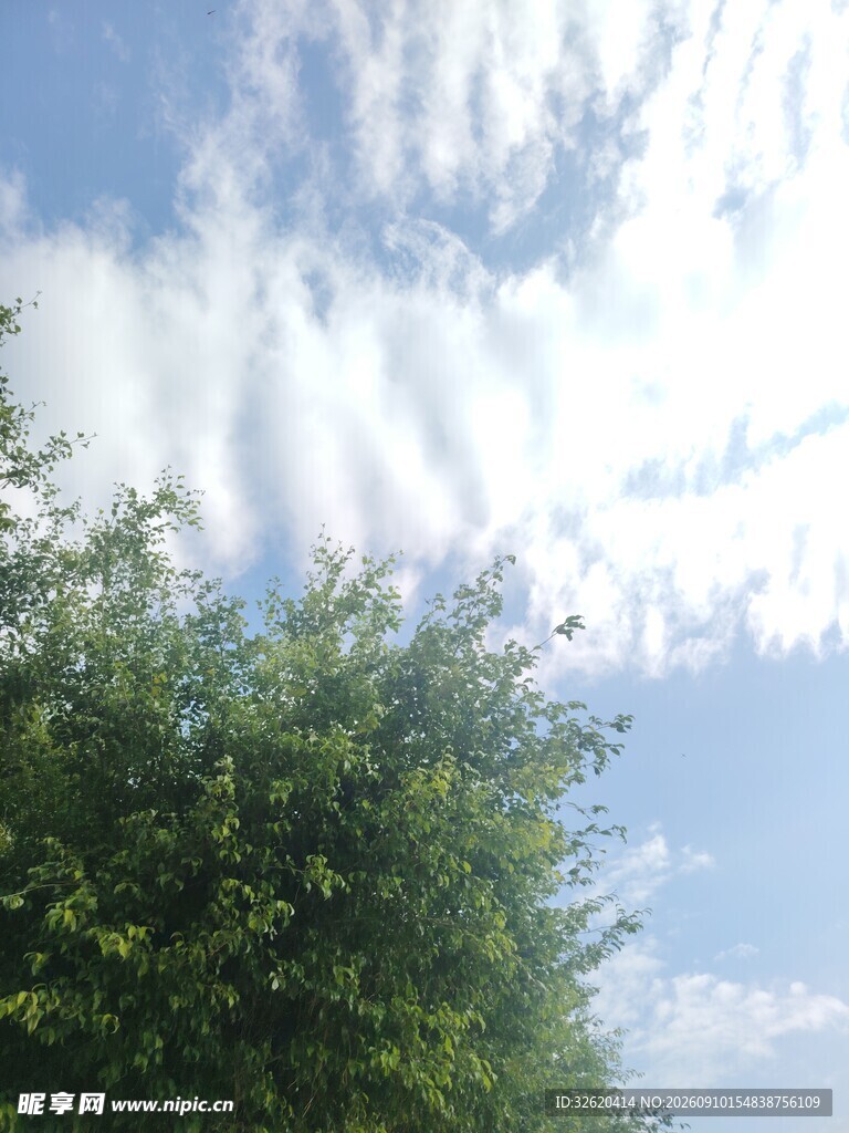 蓝天绿树间的白云美景