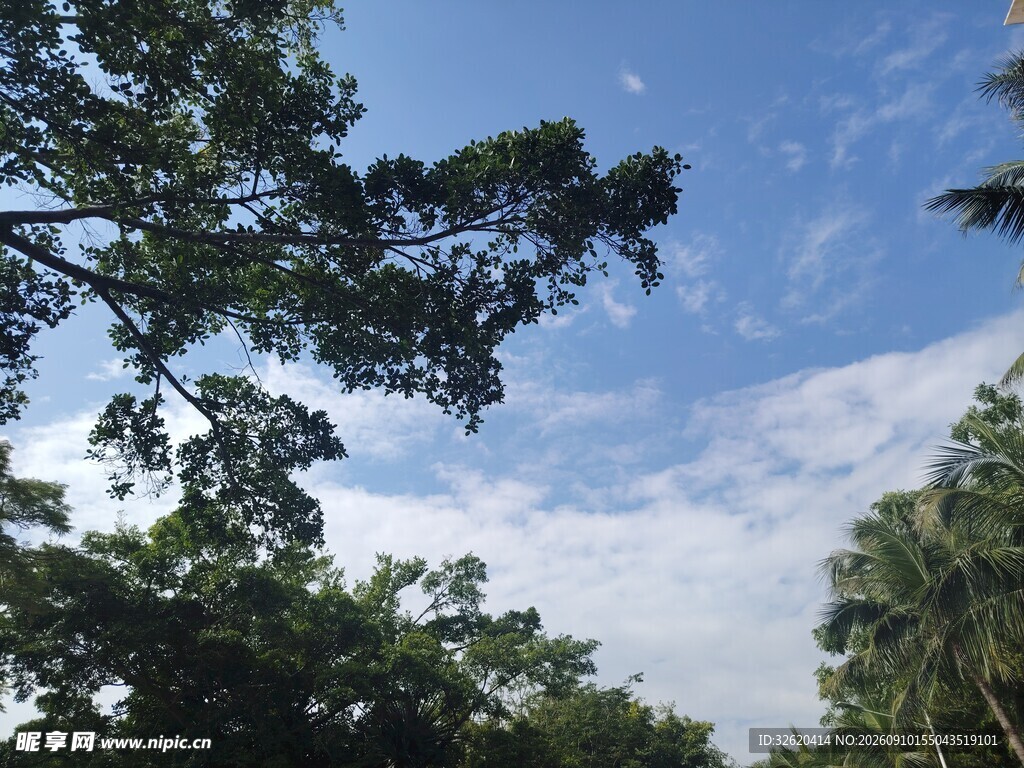 蓝天绿树的清新自然景象