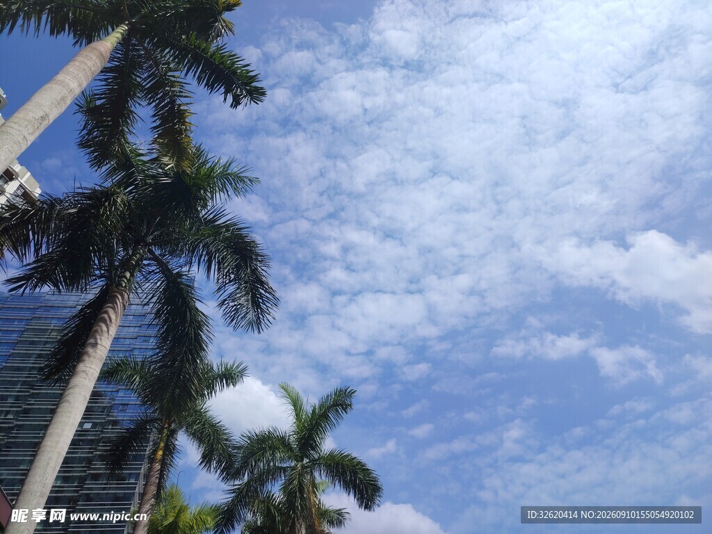 蓝天椰树风景