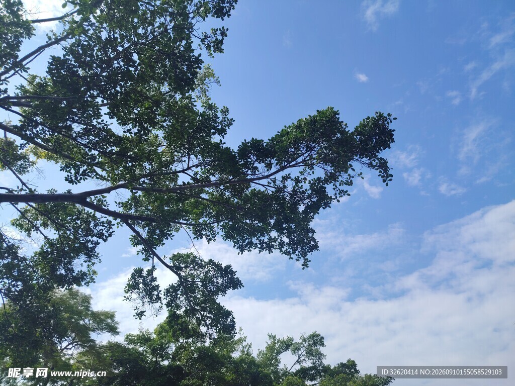 蓝天绿树间的清新景致