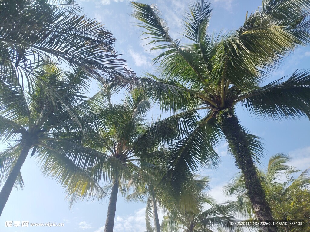 蓝天椰树热带风光美景