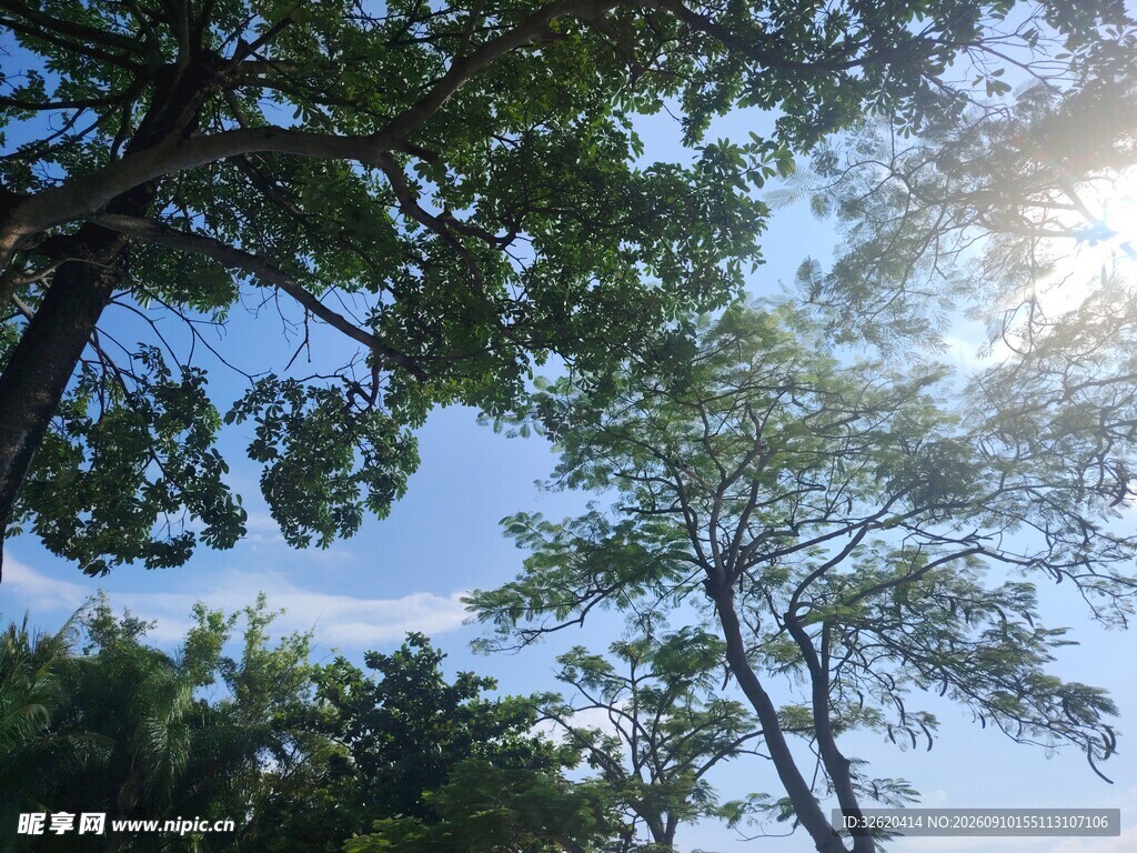 阳光透过枝叶洒向天空