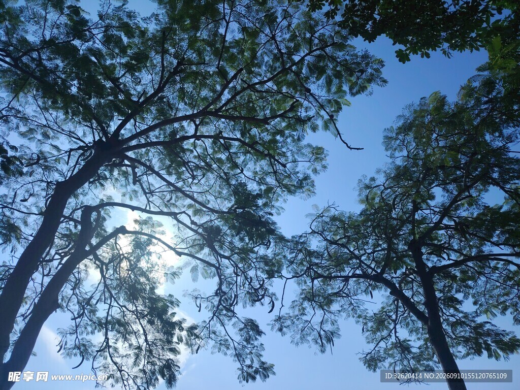 仰望蓝天绿树间的光影