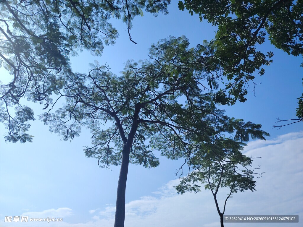 仰望蓝天绿树