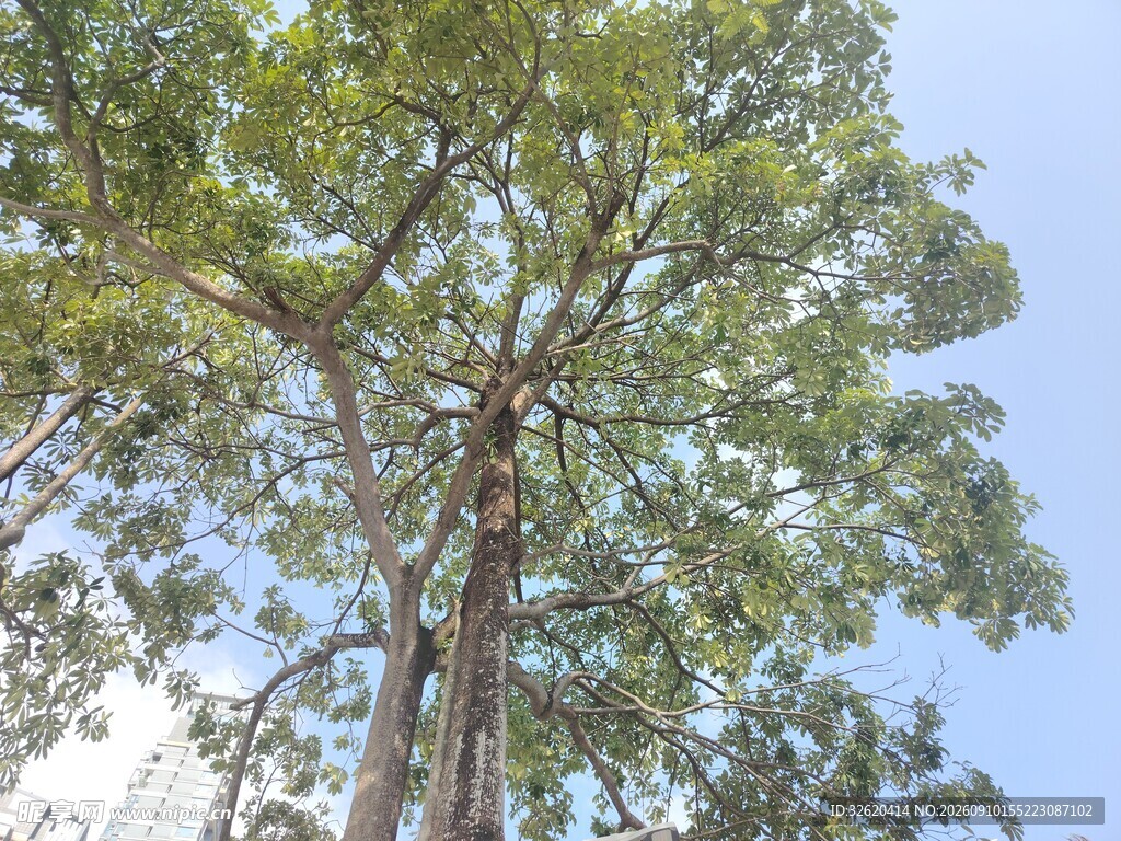 高大挺拔的绿树