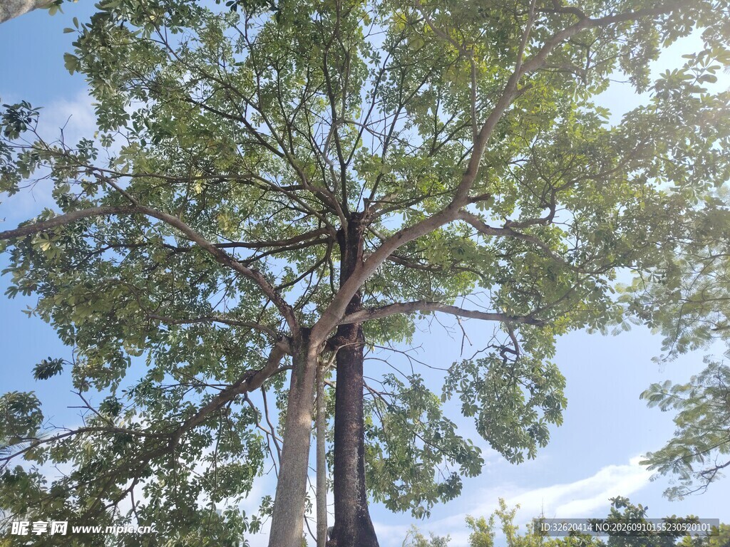 高大挺拔的茂盛树木