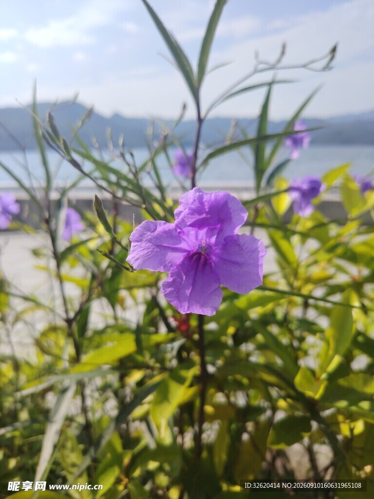 翠芦莉