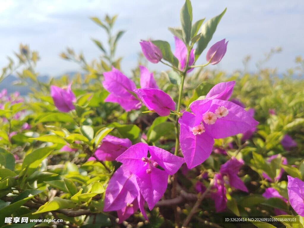 三角梅