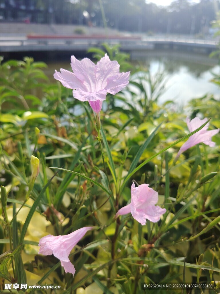 翠芦莉