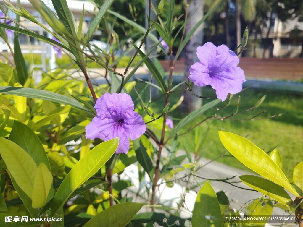 翠芦莉