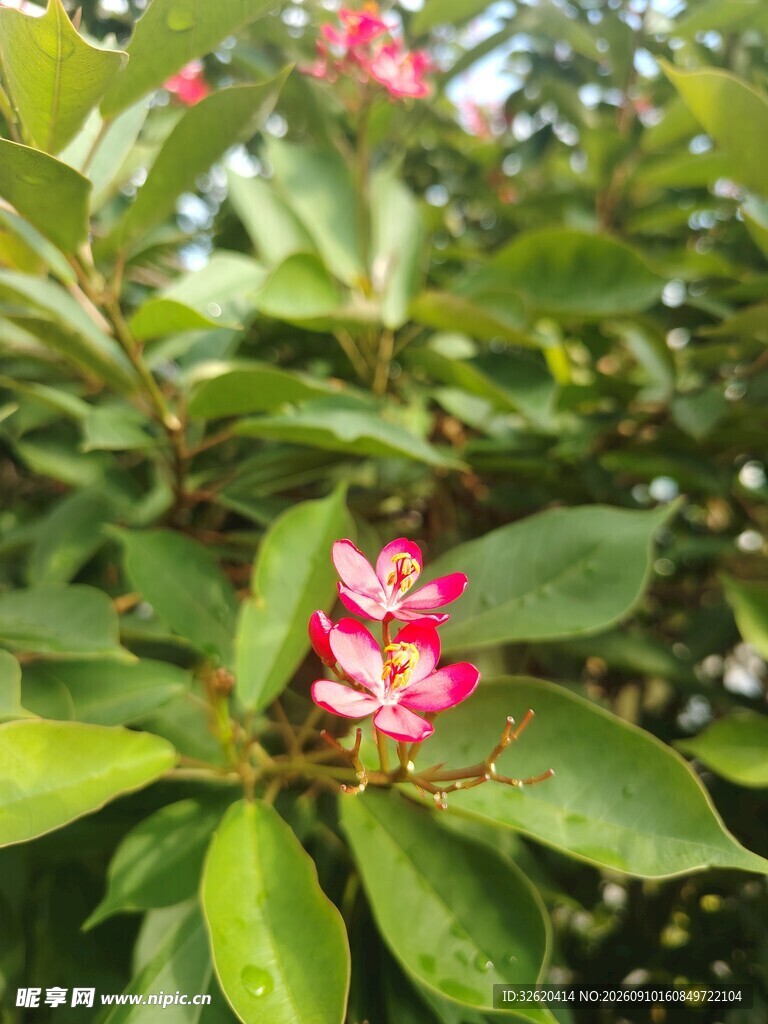 琴叶珊瑚