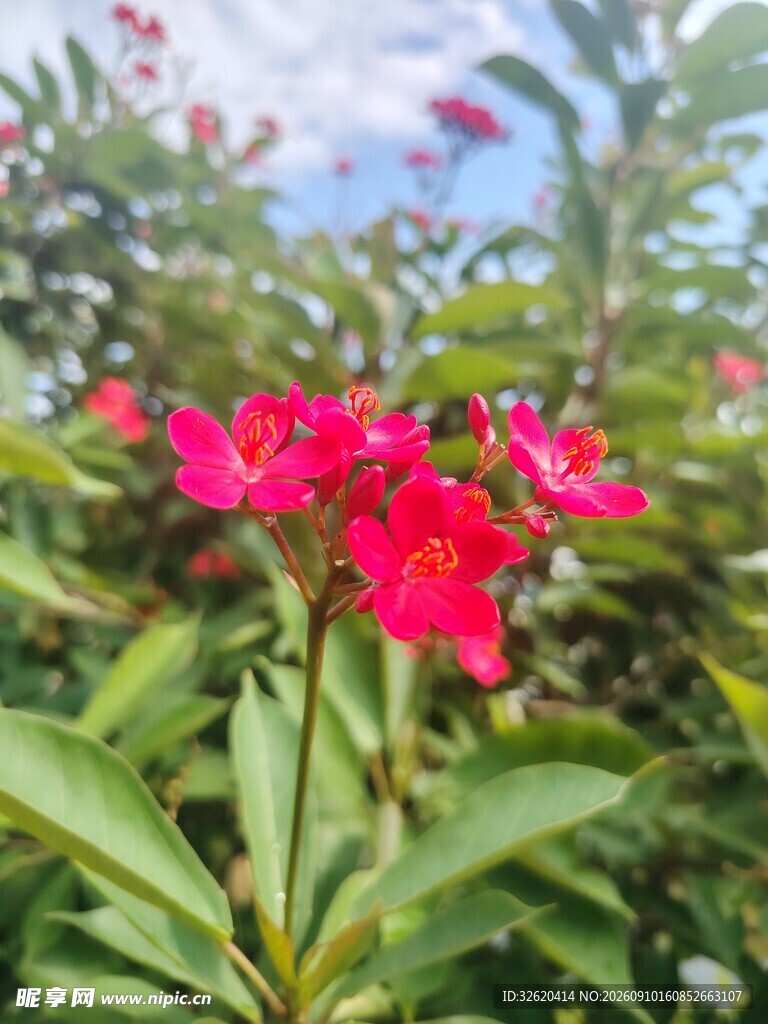 琴叶珊瑚