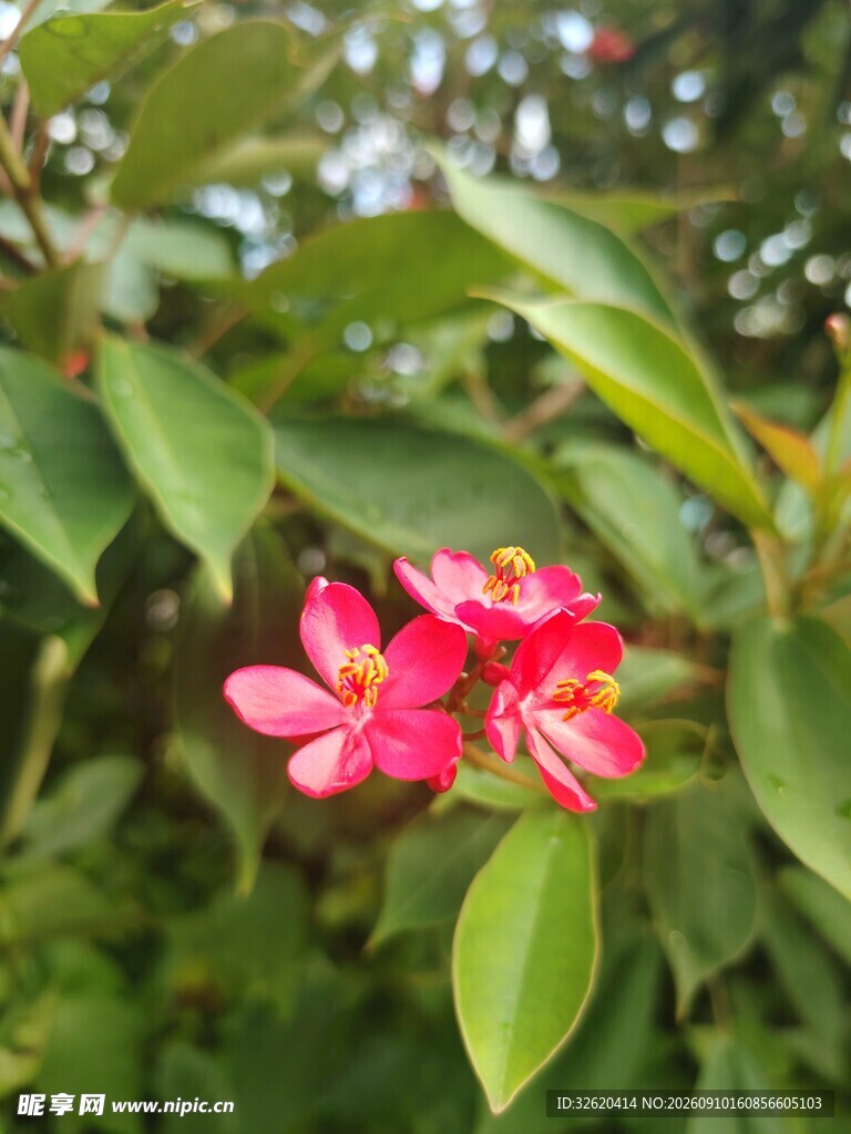 琴叶珊瑚