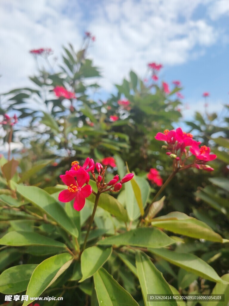 琴叶珊瑚