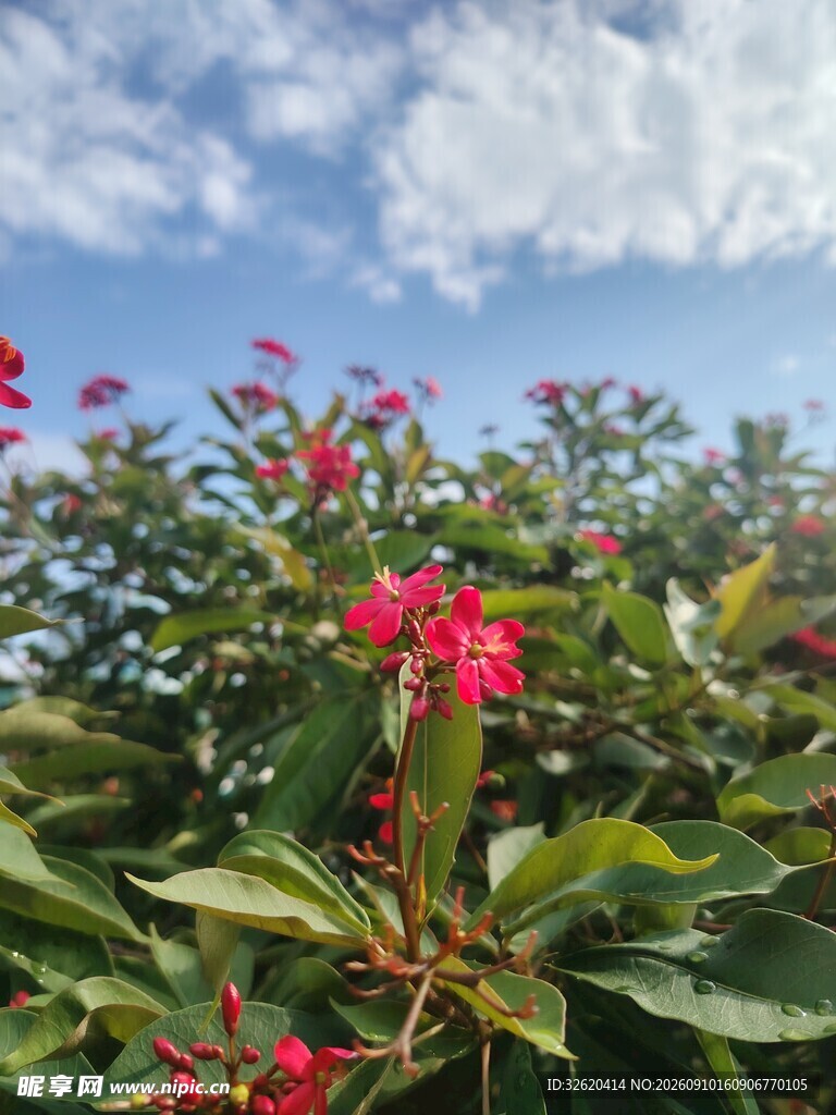 琴叶珊瑚