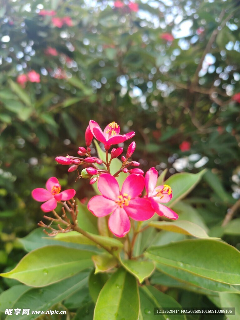 琴叶珊瑚
