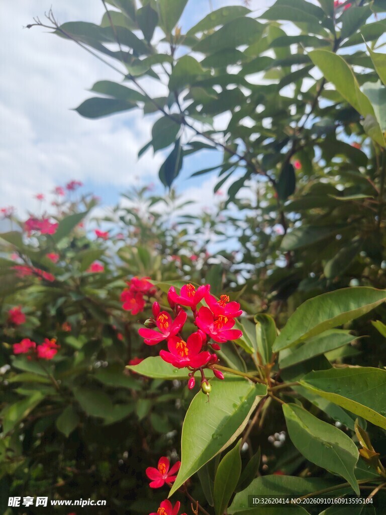 琴叶珊瑚