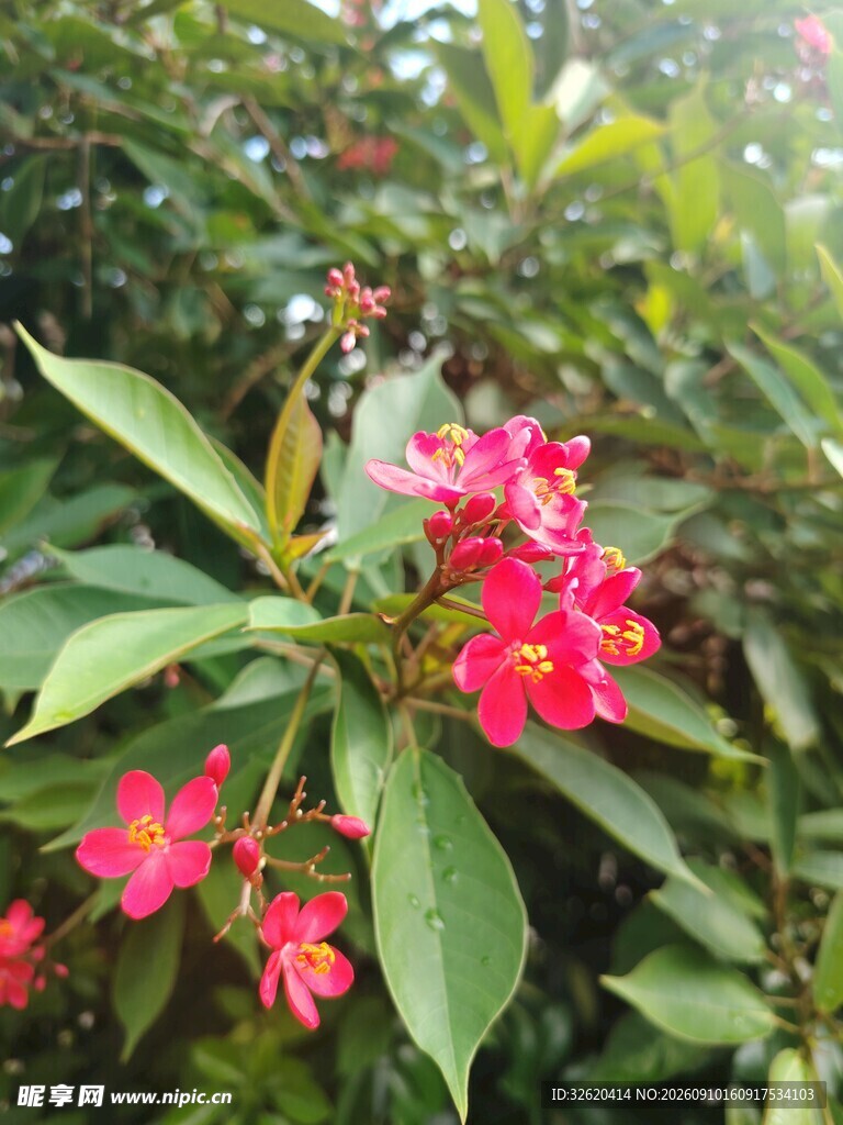 琴叶珊瑚
