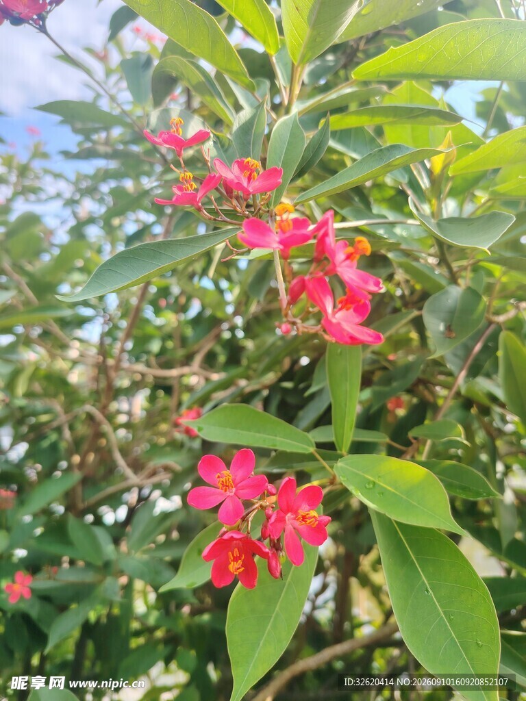 琴叶珊瑚