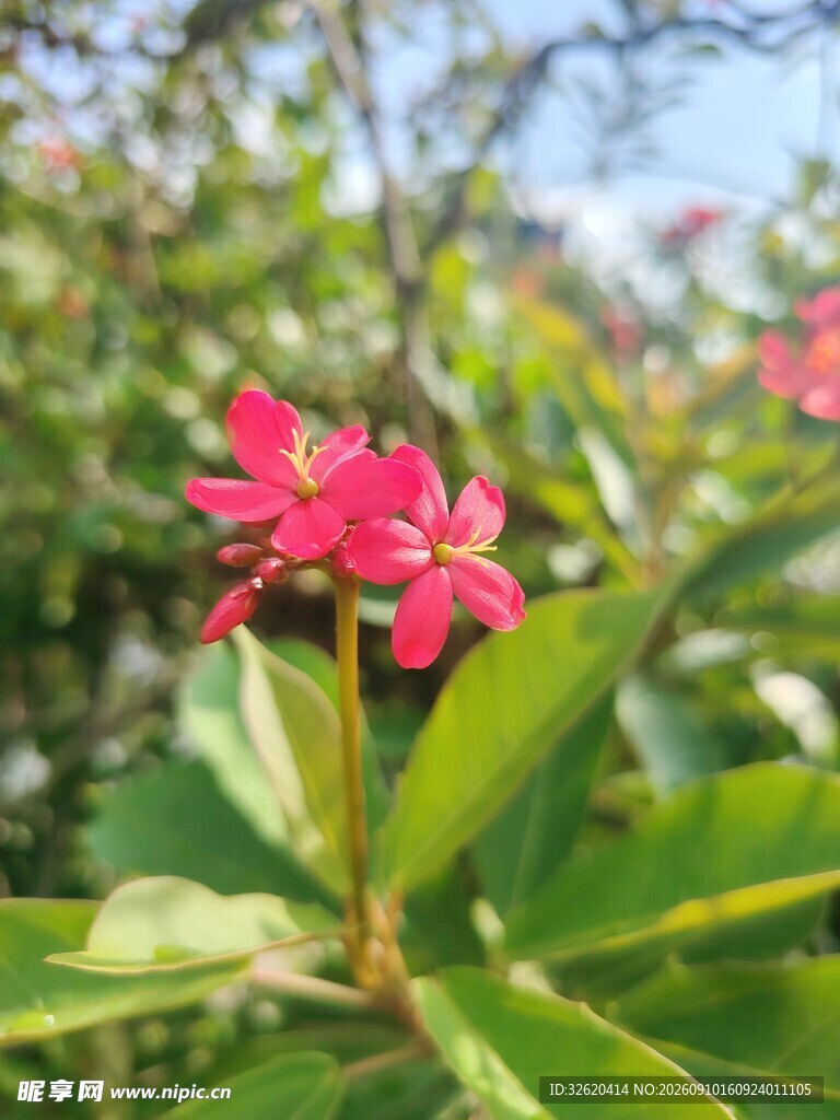 琴叶珊瑚