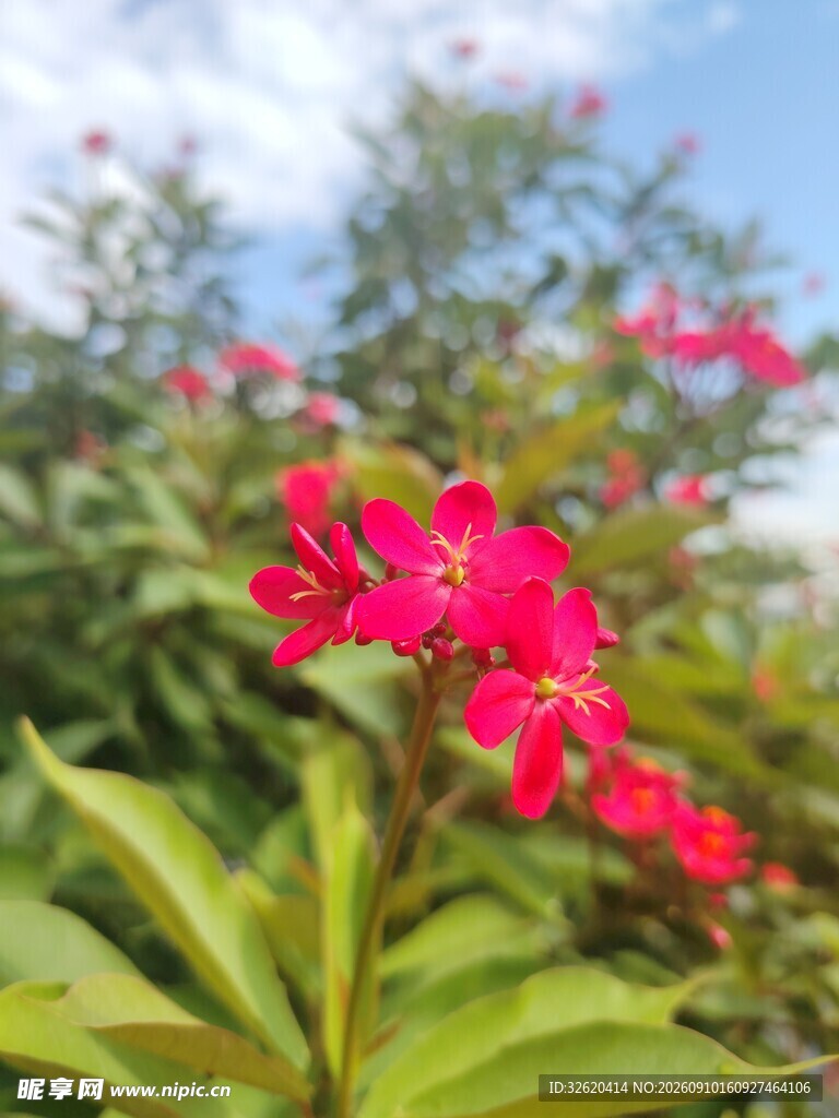 琴叶珊瑚