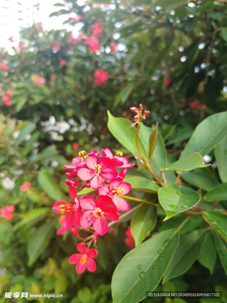 琴叶珊瑚