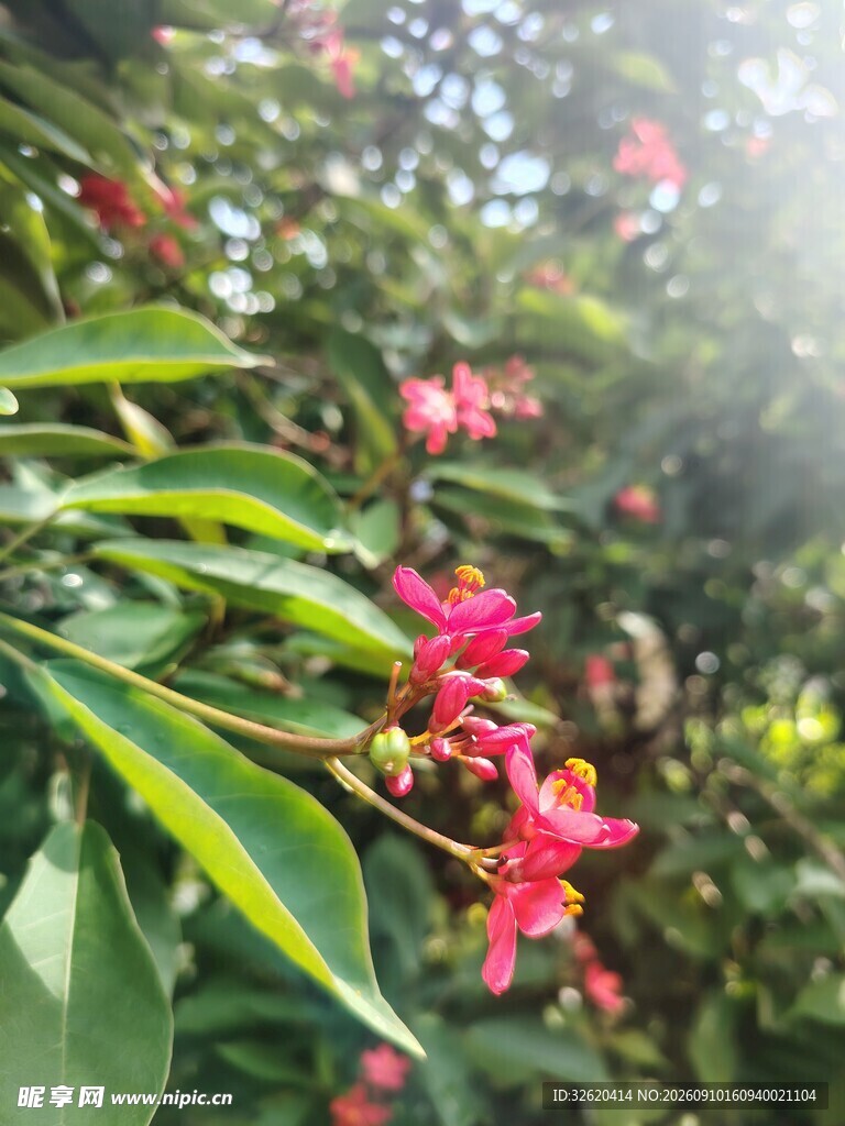 琴叶珊瑚
