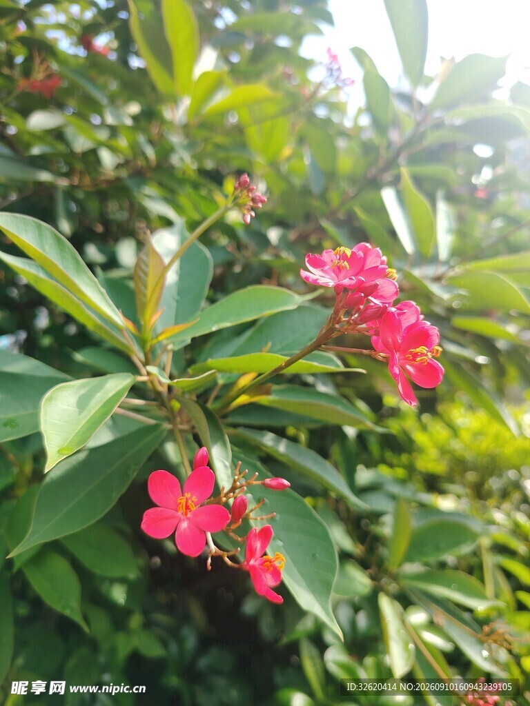 琴叶珊瑚