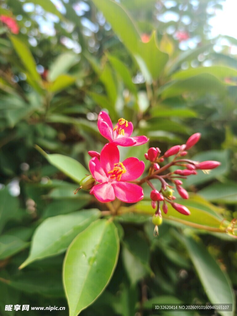 琴叶珊瑚