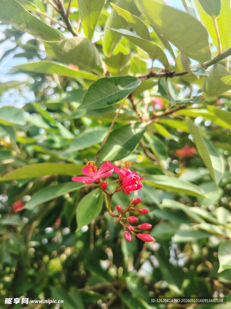 琴叶珊瑚