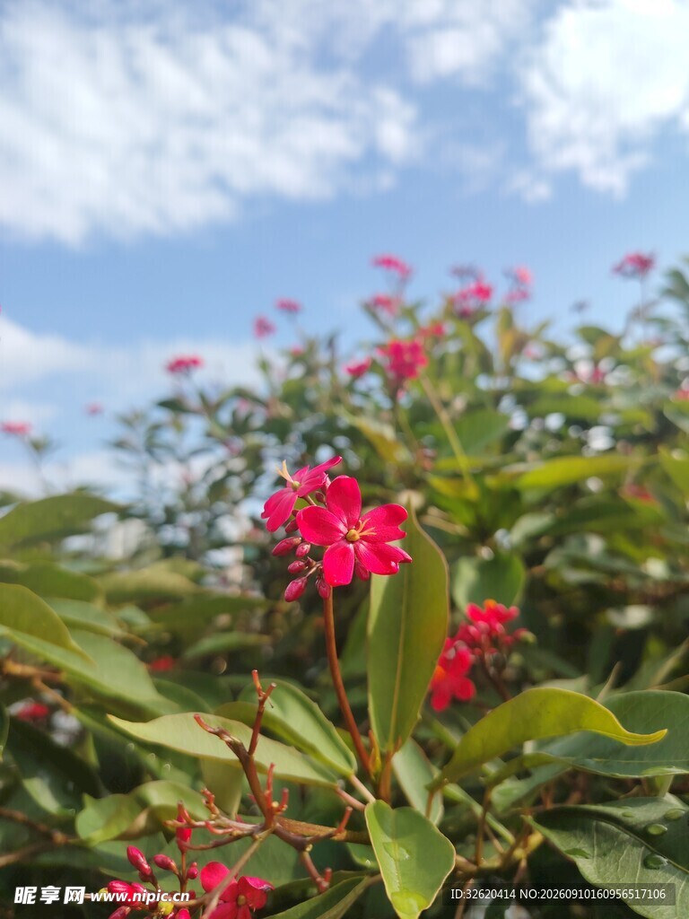 琴叶珊瑚