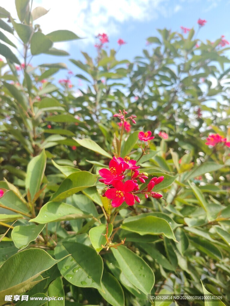 琴叶珊瑚