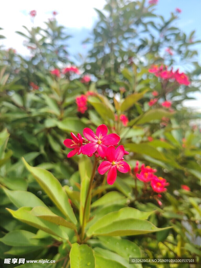 琴叶珊瑚