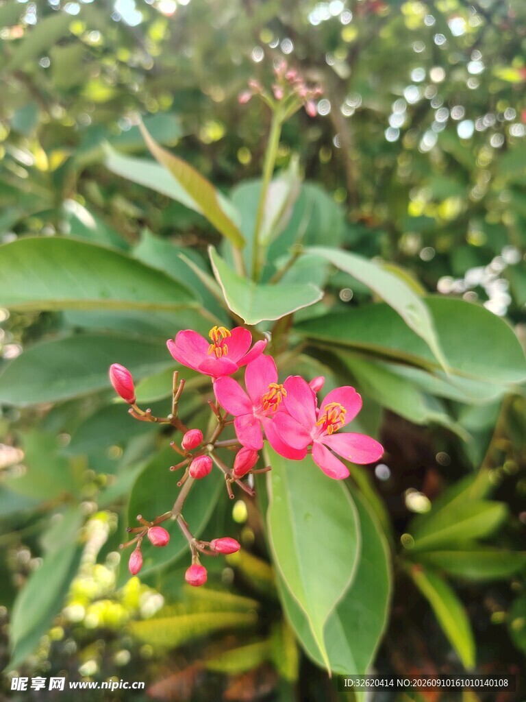 琴叶珊瑚