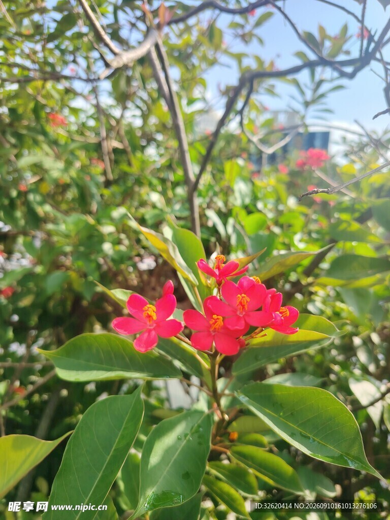 琴叶珊瑚